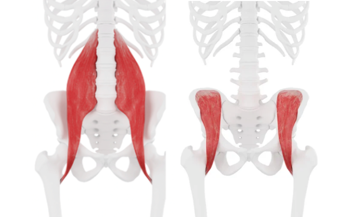 Illustrations of the psoas major muscle and the iliacus.